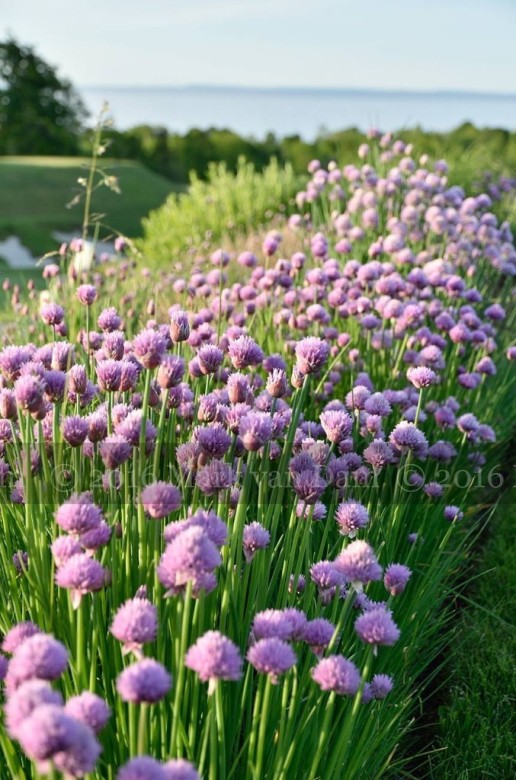 collingwood photographer georgian bay club wedding barrie photographer