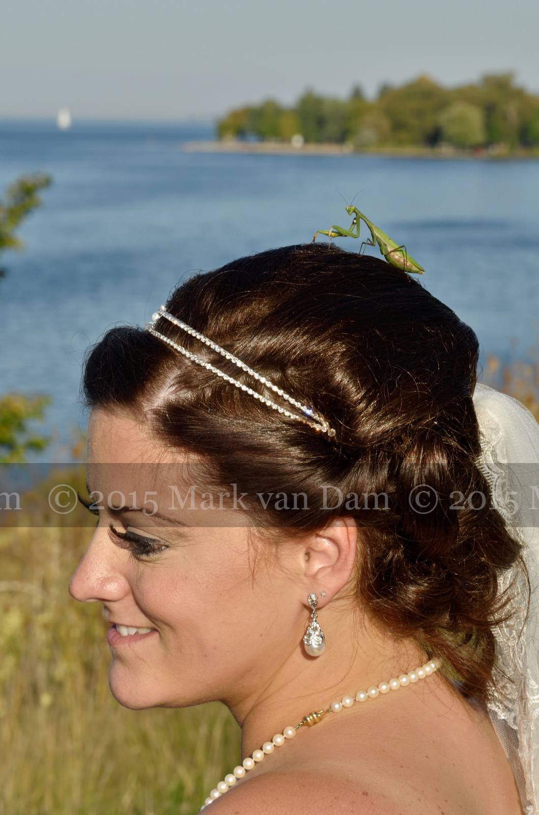 praying mantis lands on bride's head