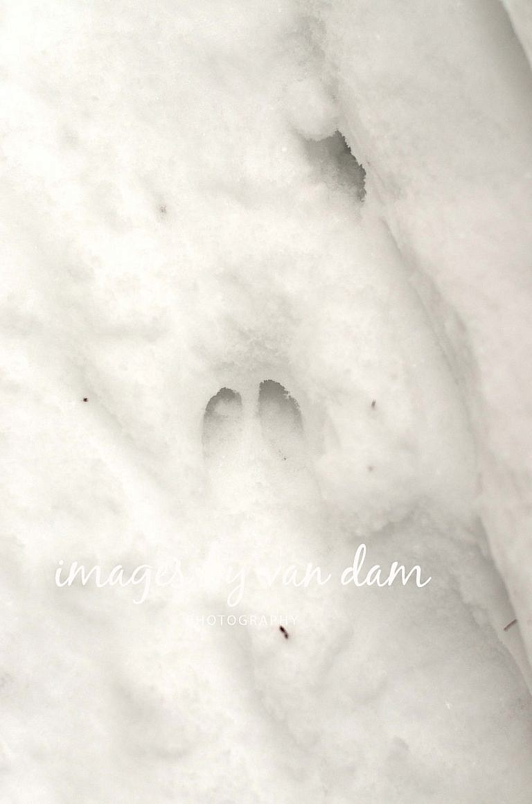 orillia photographer-50