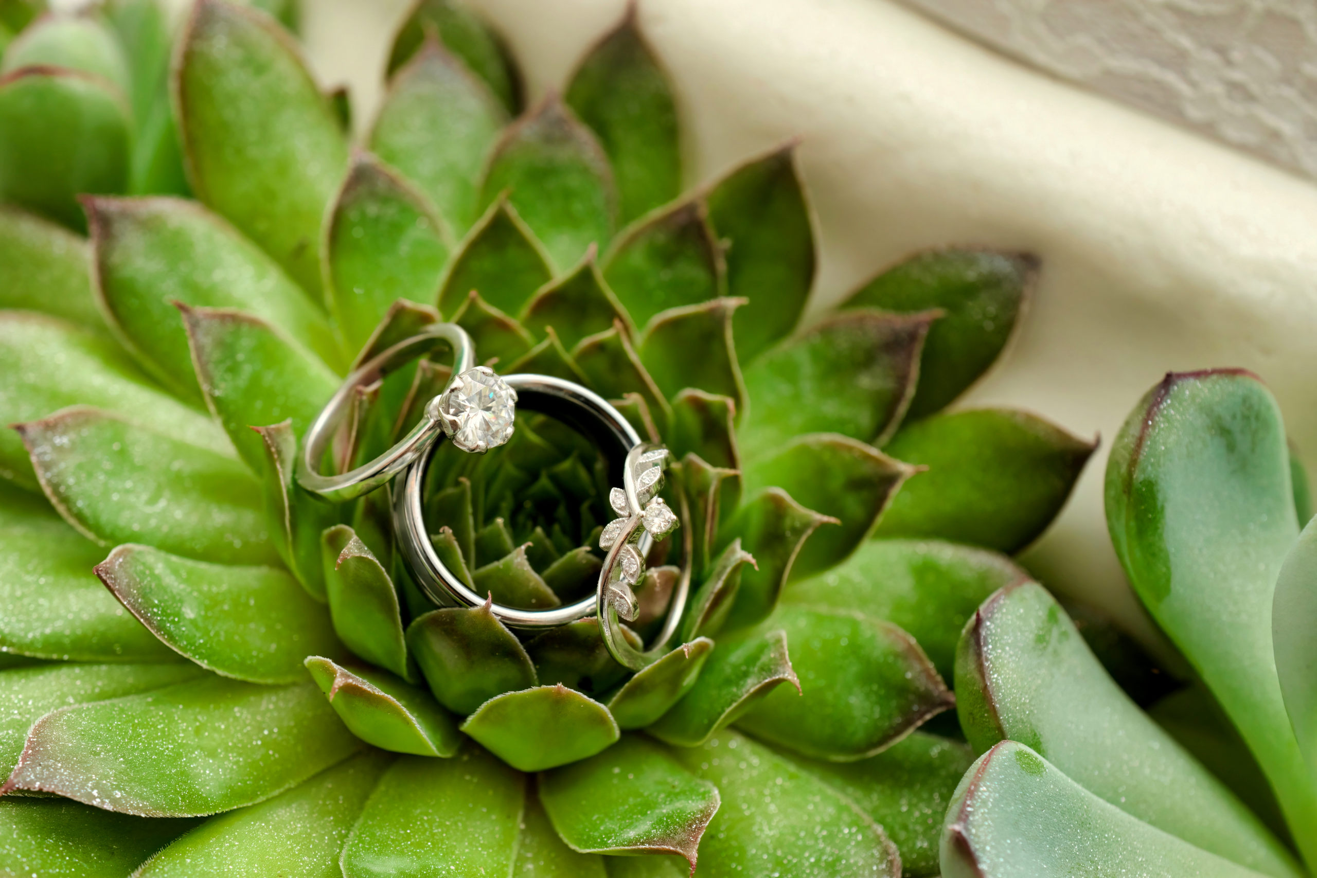 Diamond Wedding Rings on Succulent