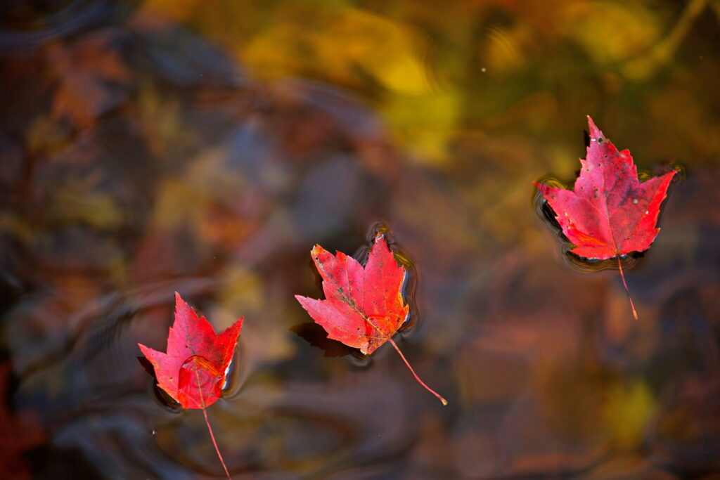 Red Maple Leags Floating on Muskoka Lake